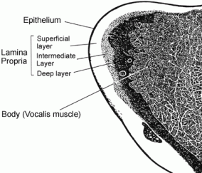 vocal-fold-section